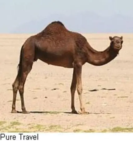 Brown camel standing in desert landscape