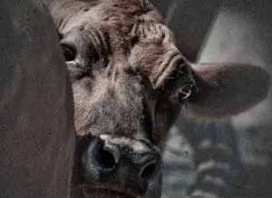 Close-up portrait of a cow's face showing its eye and snout against a blurred background