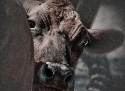 Close-up portrait of a cow's face showing its eye and snout against a blurred background