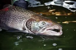 Close-up of a salmon's head partially submerged in water
