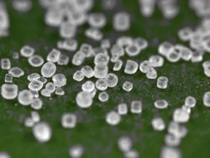 Salt crystals on green moss surface