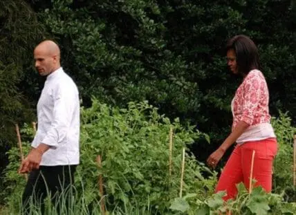 Two people harvesting vegetables in a garden with green plants and wooden stakes.