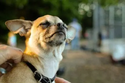 Small tan chihuahua looking upward in natural sunlight