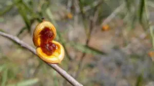 seed