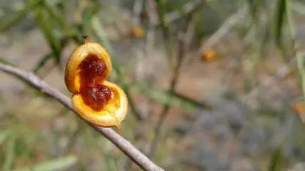 seed