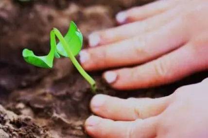 Child's hand touching a young green seedling sprouting from soil