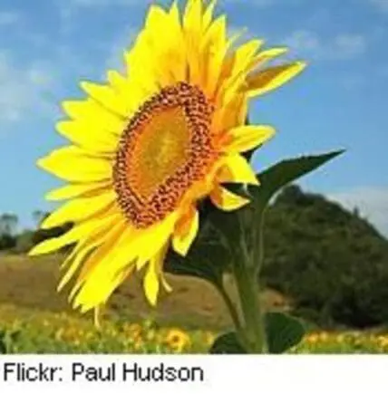 Bright yellow sunflower with brown seed disk against blue sky and green field