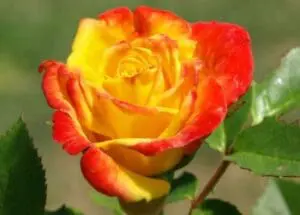 Red and yellow bi-color rose bloom with green foliage