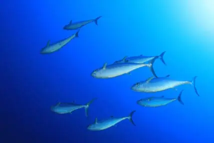 Mercury Levels in Fish on the Rise, Study Finds