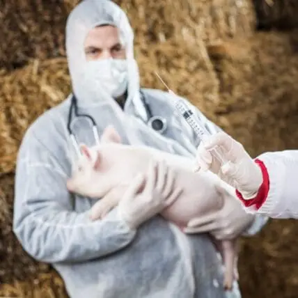 Healthcare worker in protective gear administering vaccine to pig