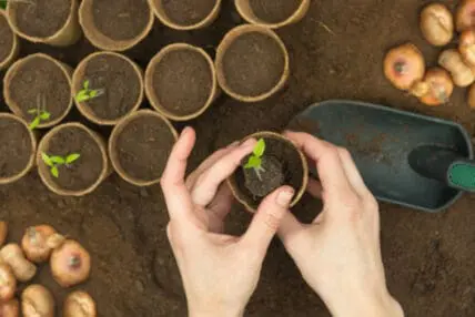 Organic gardening, seed starts