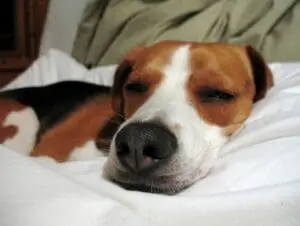 Brown and white dog resting peacefully on white bedding