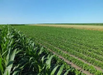 Large agricultural field with rows of corn and soybean crops under clear sky