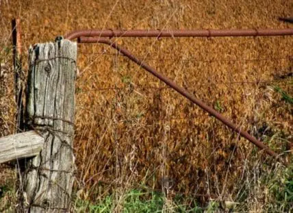 Weathered wooden fence post and rusted metal gate against dried soybean field