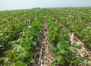 Soybean field with crop residue and green plants in rows