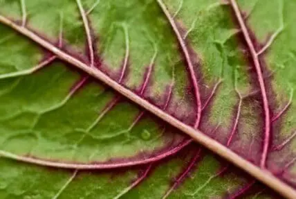 Close-up of red cabbage leaf showing purple veins and green surface