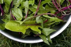 Fresh mixed salad greens with purple stems in a metal bowl