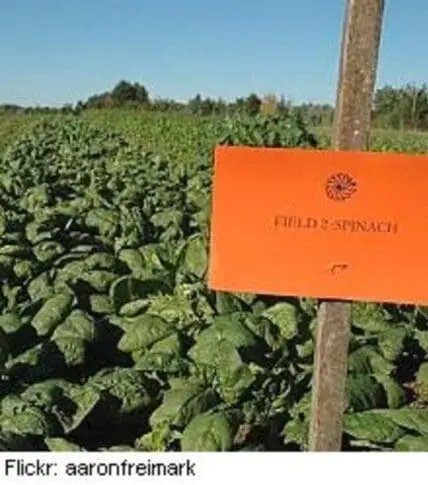 Orange field marker labeled "Field 2 Spinach" in a leafy green spinach crop