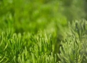 Close-up of vibrant green grass blades in spring sunlight