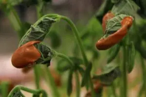 Reddish-brown peppers with green leaves on plant stems