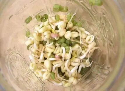 Glass jar containing sprouting beans and green pea shoots
