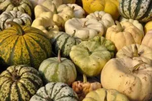 Assorted winter squashes in various colors and patterns piled together