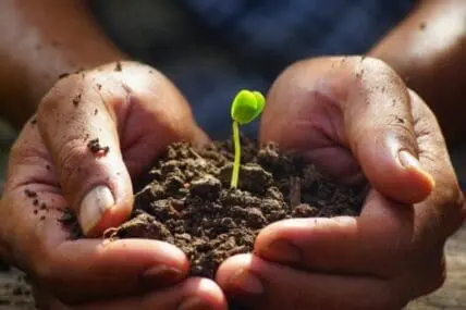 Which is Best: Starting Seedlings at Home or Buying Seedlings?