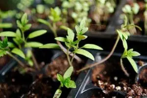Young seedlings growing in soil-filled containers in a greenhouse nursery setting