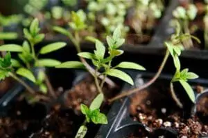 Young seedlings growing in soil-filled containers in a nursery setting