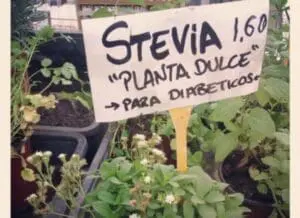 Stevia plant with price sign at a garden nursery market stand