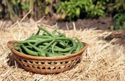 3 Proven And Easy Steps For Sensational Straw Bale Gardening