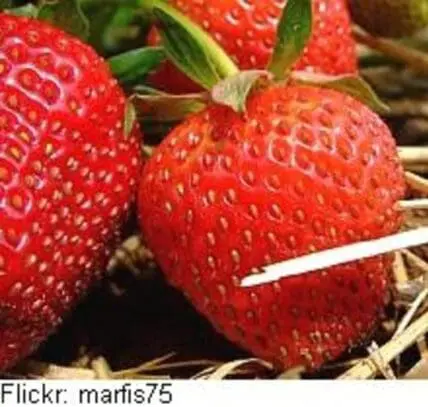 Fresh red strawberries with green leaves on straw mulch