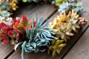 Colorful succulent plants arranged in rows on a wooden surface