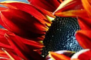 Close-up of a red sunflower with dark seed head and yellow stamens