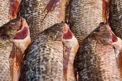 Close-up of fresh farmed salmon fillets with visible scales and flesh