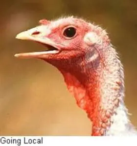 Close-up of a turkey's head and neck showing pink and white plumage