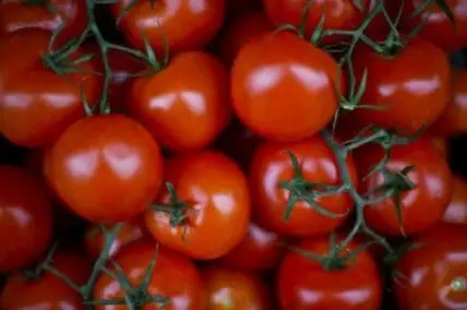 Ripe red tomatoes on the vine