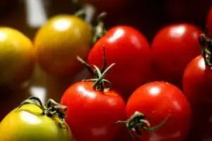 Fresh red and yellow tomatoes on the vine with stems