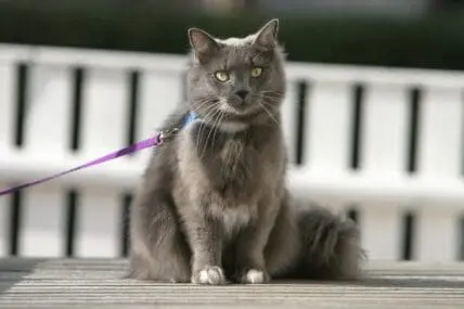 How to Train a Cat on a Leash.