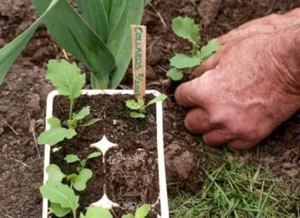 Gardener transplanting young brassica seedlings from a white cell tray into soil