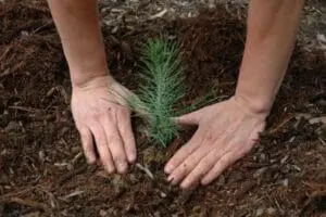 Hands planting a young evergreen seedling in rich soil and mulch