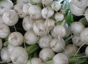 Fresh white turnips with stems and greens at farmers market