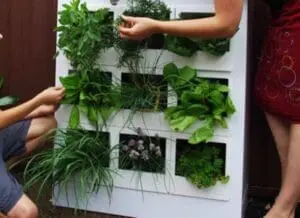 Vertical wall garden with various green herbs and plants in pockets