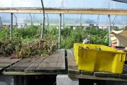 Interior of greenhouse with tomato plants and yellow harvest bin