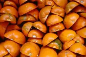 Pile of fresh orange pumpkins with stems