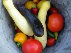 Fresh vegetables in a bucket including eggplants, tomatoes, and peppers