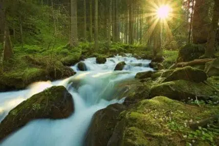 Crystal clear stream flowing through a lush green forest with sunlight filtering through tall trees