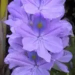 Cluster of purple flowers with yellow centers on green stems