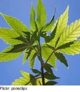 Bright green cannabis plant leaves against blue sky