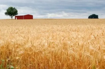 Mature wheat field with red barn and trees under cloudy sky